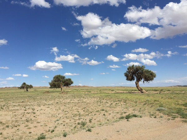 Tree Planting Project